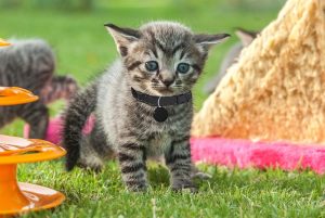 ردیاب بلوتوثی یا قلاده ای حیوانات