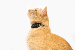 خرید ایرتگ برای ردیابی حیوانات خانگی